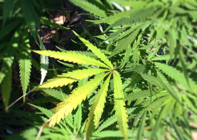 marijuana