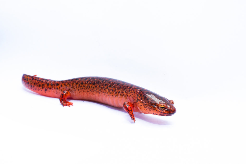 salamander